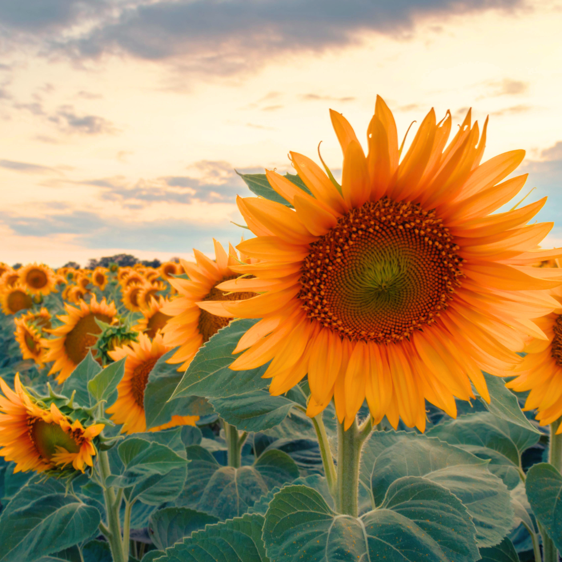 Limpieza Energética (de persona, casa ó negocio)